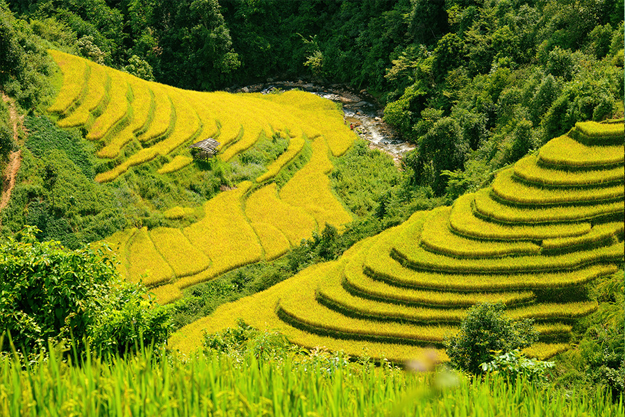 The beautiful rice field in Sapa